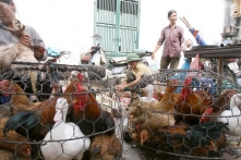 Từ 1/1/2020, phải gây ngất vật nuôi trước khi giết mổ